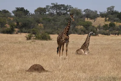 DSC_3540 (Large).JPG